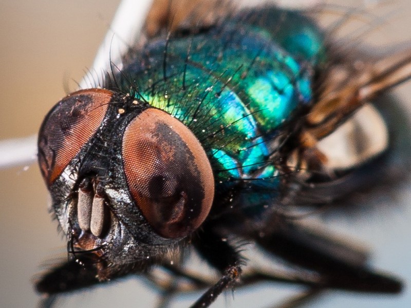 Calliphoridae
